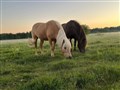 576548B4-C187-499E-A3F5-2022C317E652.jpeg
