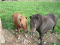 Circus och Penny 2006.JPG