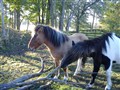 Drengur. Höstbild.JPG