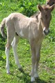 Drengur i närbild 2007.jpg