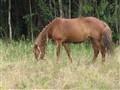 Stjärna på Öland 060722.jpg