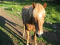 Teitur 20060620.jpg