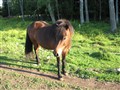 Thattur 2006 0620.jpg