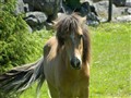 Vildur (11).JPG