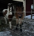 pegasus och figaro.jpg