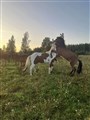 pegasus och figaro 1.jpg
