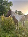 pegasus sommar.jpeg